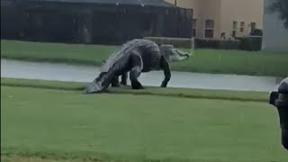 Massive Alligator on Florida Golf Course Looks Like Godzilla [upl. by Horgan703]