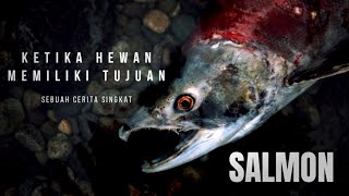 Salmon perjalanan menuju lahir dan mati [upl. by Nired488]