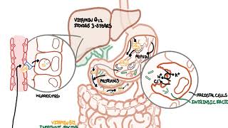 Understanding Vitamin B12 metabolism [upl. by Cardie]