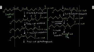 Oxidation Of Polyunsaturated Fatty Acids Peroxisomal beta oxidation [upl. by Luiza535]