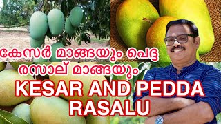 KESAR MANGO amp PEDDA RASALU MANGO REVIEW [upl. by Jaquiss]