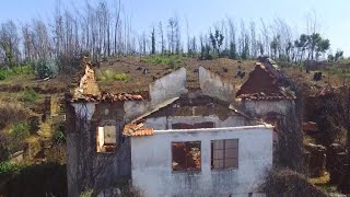 Portugal Eucalyptus trees under fire [upl. by Sivaj]