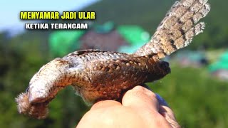 SNAKE BIRD  MENYAMAR JADI ULAR DAN MENDESIS KETIKA TERANCAM [upl. by Asirahc55]