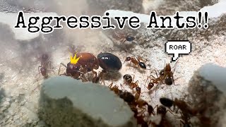 Giving My Most Aggressive And Super Fast Growing Ant Colony a New Home [upl. by Mozart]