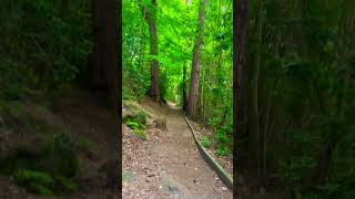 Woods in Cragside 🪵 northumberland england uk [upl. by Adest]