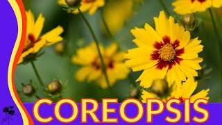 Everything You Wanted to Know About Coreopsis [upl. by Milinda]