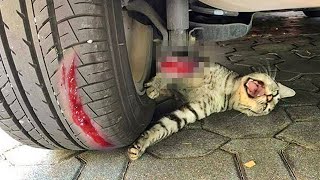 A cat threw herself under a car to save a kitten unaware that [upl. by Llyrad]