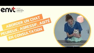 Consultation vétérinaire du chat agressifpeureuxagité  consignes pour un bon déroulement [upl. by Aeel]