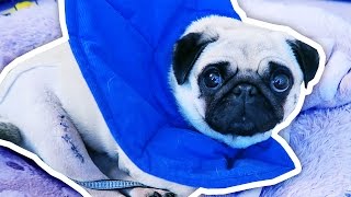 What happened to Ellie the Pug [upl. by Levitt]