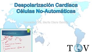 Despolarización cardíaca celulas no automaticas  Electrocardiograma curso de interpretación del ECG [upl. by Oliva278]