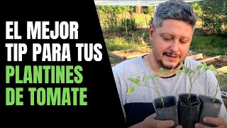 Cómo Transplantar Plantines de Tomate como un profesional 🍅 [upl. by Candy]