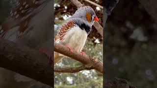 Zebra Finch Sounds  Male Bird Singing  Aviary Birds [upl. by Stead]