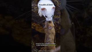 Serial Killer Stoat The Fearless Hunter of the Animal Kingdom 🐱 nature wildlife stoat [upl. by Andi482]