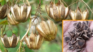 Aristolochia indica dry pods and seeds [upl. by Justin]