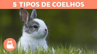 5 TIPOS DE COELHOS e suas características especiais [upl. by Redlac]