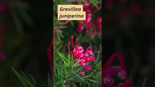 Grevillea juniperina [upl. by Engel]