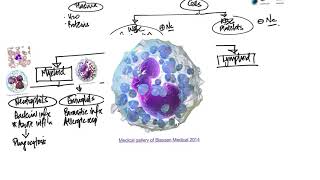 Leukocytes Introduction and Overview [upl. by Ungley]