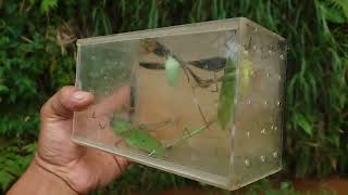 catch planthopper giant katydid spider damselfly lady bug mantis grasshopper [upl. by Durware]