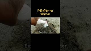 how to make potting soil at home garden gardening [upl. by Talanta772]