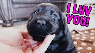 Labrador Puppies Give All Their Love [upl. by Wendolyn]