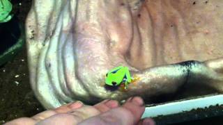 Red Eyed Tree Frog  Unboxing Update 2 [upl. by Maurey]