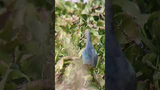 Western swamphen birds wildlife wildlife nature [upl. by Alyad]