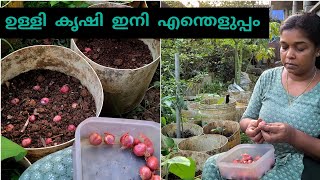 ചെറിയുള്ളി ഇനി വീട്ടിൽ തന്നെ കൃഷി ചെയ്യാംGrow onions at home [upl. by Eromle]