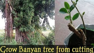 How to grow Banyan tree from cutting बरगद की कटिंग कैसे लगाए। [upl. by Atnad]