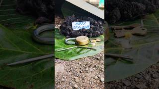 blackturmeric Kalihaldi karuppumanjal Karumanjal Nallapasupu blueturmeric plant 9325837843 [upl. by Aarika]