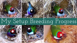 Breeding Progress of My Setup Gouldian finch Breeding Setup Finch Farming [upl. by Nanete]