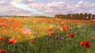 Remembrance day video [upl. by Peti375]