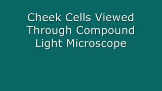 Mounting cheek epithelial cells [upl. by Hylton245]