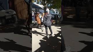 Camelid and fiber animal parade NYS sheep amp woolfest [upl. by Hazelton]