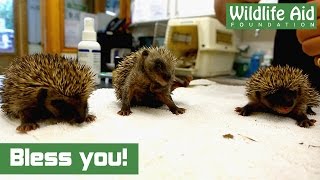 Cute baby hedgehogs sneezing [upl. by Giamo684]