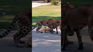 Leopard Enters City Looking for Prey and Meets Two Dogs anime wildlife leopard dog [upl. by Imyaj783]