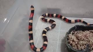 Pueblan Milk Snake investigates plastic tub [upl. by Duggan]