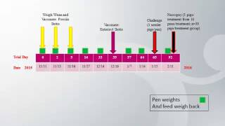 Dr Jessica Seate  Comparison of intestinal lesions between Enterisol® Ileitis amp Porcilis® Ileitis [upl. by Nahtiek53]