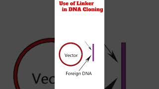 Use of linkers in DNA Cloning animation cloning [upl. by Adoh]