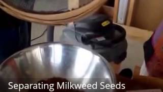 Separating Milkweed Seeds [upl. by Nehpets356]