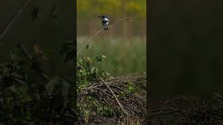 A North American Belted Kingfisher flies in on its favorite perch atop a northern USA Beaver lodge [upl. by Ary]