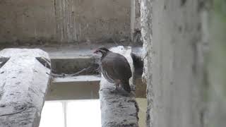 Redlegged Partridge in the Rafters [upl. by Enyalb]