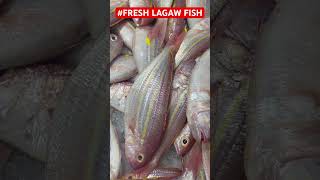 FRESH LAGAW FISH lagaw fish bisugo seafood [upl. by Malcolm]