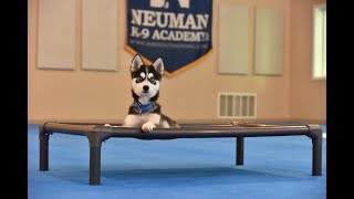 Remy Pomsky Puppy Camp Dog Training Video Demonstration [upl. by Icyak264]