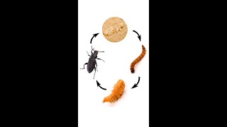 Superworm Zophobas morio Life Cycle  Life Stages of a Darkling Beetle [upl. by Lavro346]