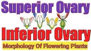 Superior and inferior ovarytrick for hypogynous and epigynous flowerMorphology flowering plants [upl. by Diley]