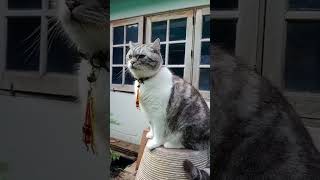 Kucing lucu weyyyyyfunnyanimal funny cat [upl. by Jamila]