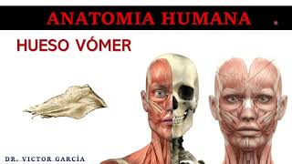 Hueso Vómer  Anatomía Humana en Odontología [upl. by Ball870]