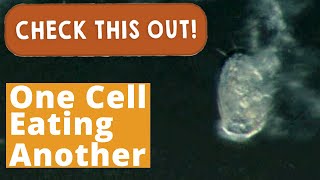 One Cell Eating Another  Check This Out [upl. by Newra]