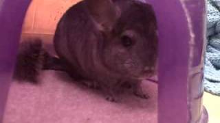 Baby Chinchilla Barking [upl. by Nana]