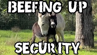 Beefing Up Security after Predators Attack [upl. by Niwdla657]